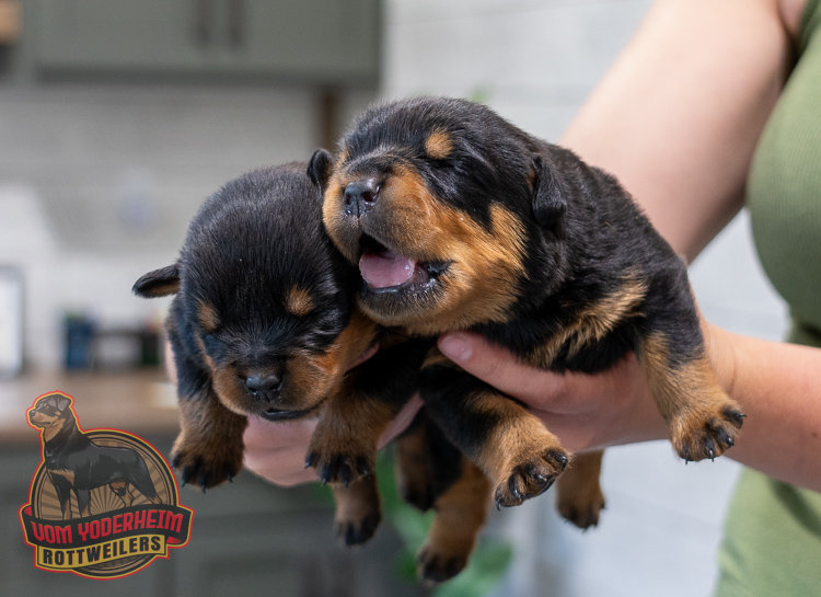 降谷・KJ着　ROTTWEILER WOLFPACK Coaches M Xenia, Ohio